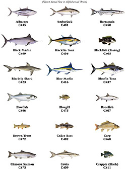 Bill Mar Die Cut Decals